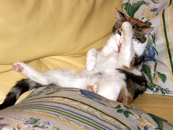 noel-jc 001.jpg - DCF 1.0